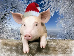 Christmas Prints: Pig - Piglet looking over fence wearing Christmas hat in snow scene Digital Manipulation