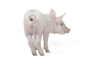 Farm Animals Collection: Pig - Piglet - rear view