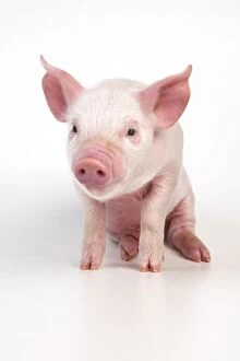 Images Dated 17th May 2012: PIG - Piglet sitting