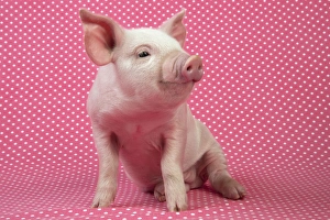 PIG - Piglet sitting on pink spotty blanket