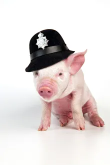 Funny Collection: PIG - Piglet sitting wearing a police hat