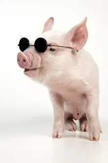 PIG - Piglet wearing sunglasses