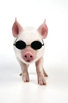 Pigs Prints: PIG - Piglet wearing sunglasses