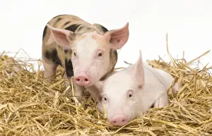 Pig - Piglets