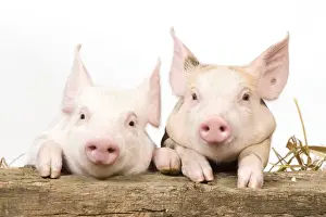 Baby Animal Prints: Pig - Piglets looking over fence