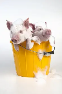 PIG - Piglets sitting in a bucket covered in soap suds