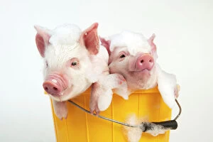 Agricultural Collection: PIG - Piglets sitting in a bucket covered in soap suds