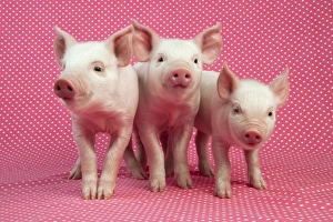 PIG - Piglets standing in a row on pink spotty blanket PIG - Piglets standing in a row on pink spotty blanket