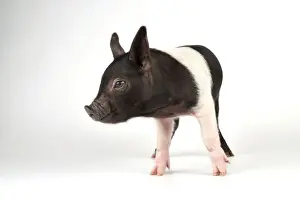 Saddleback Prints: Pig - Saddleback cross piglet