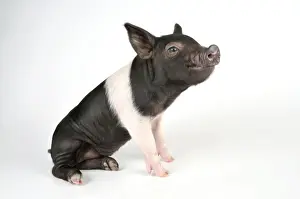 Pig - Saddleback cross piglet