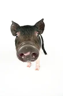 Pig. Saddleback cross piglet