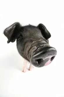 Images Dated 16th September 2008: Pig. Saddleback piglet on white background