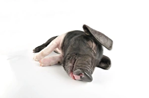 Images Dated 16th September 2008: Pig. Saddleback piglet on white background