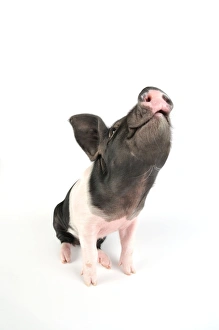 Images Dated 16th September 2008: Pig. Saddleback piglet on white background