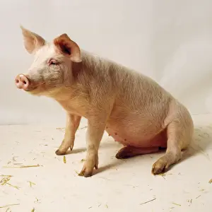 Pig - sitting