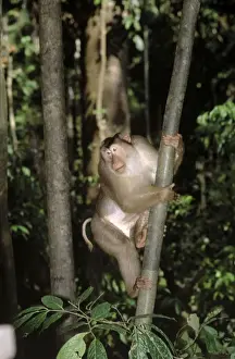 Pig Tailed Prints: Pig-tailed Macaque - Male in tree, Sabah, Borneo, Malaysia JPF29664