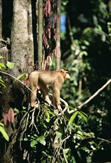 Pig-Tailed MACAQUE MONKEY - in tree