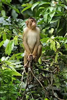 Pig Tailed Prints: Pig-tailed Macaque - Sabah - Borneo - Malaysia