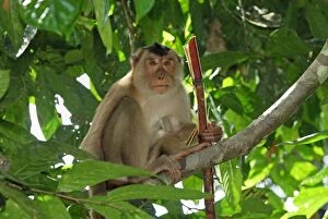 Images Dated 27th November 2007: Pig-tailed Macaque - Sabah - Borneo - Malaysia