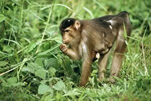 Images Dated 7th January 2009: Pig-tailed Macaque - with young clinging to stomach, Sabah, Borneo, Malaysia JPF30071