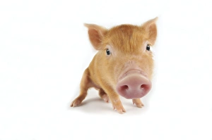 Images Dated 22nd August 2008: Pig. Tamworth piglet on white background