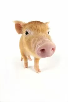 Images Dated 22nd August 2008: Pig. Tamworth piglet on white background