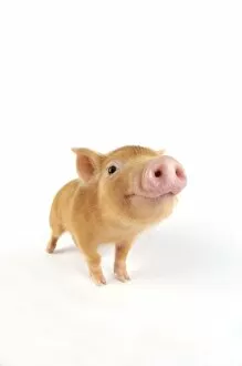 Images Dated 22nd August 2008: Pig. Tamworth piglet on white background