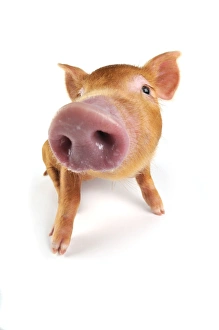 Images Dated 22nd August 2008: Pig. Tamworth piglet on white background