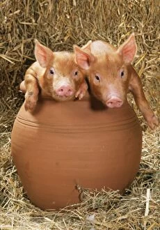 Images Dated 27th May 2010: PIG - Tamworth piglets in flowerpot
