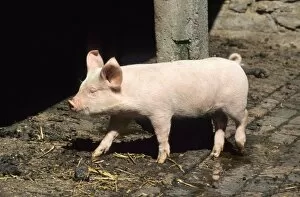 Pig - wandering around farm
