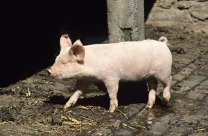 Farmyard Prints: Pig - wandering around farm