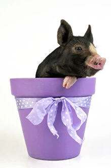 Images Dated 9th March 2010: PIG.Berkshire piglet in plant pot