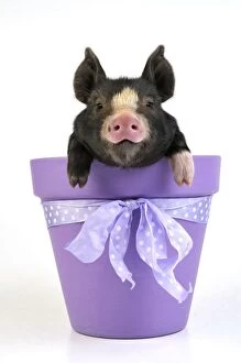 Images Dated 9th March 2010: PIG.Berkshire piglet in plant pot