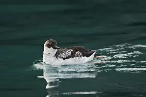 Pigeon Guillemot. February on the Kenia Peninula at Homer, Alaska, USA
