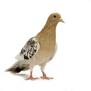 Pigeon - Nuremberg Lark