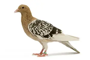 Pigeon - Nuremberg Lark
