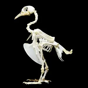 Displays Prints: Pigeon Skeleton