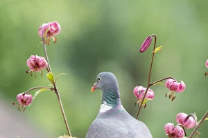 Dove Gallery: pigeon stand between martagon lily flowers Date: 21-06-2018