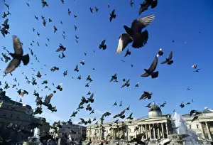 Cities Prints: Pigeons - large flock in Trafalgar Square - London - UK