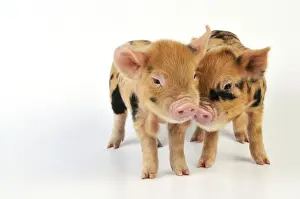 Kune Kune Prints: Piglets. 1 week old Kune Kune piglets
