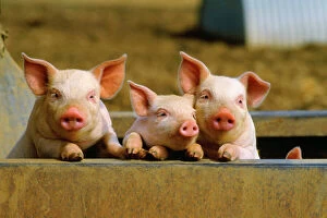 Farm Animals Collection: Piglets