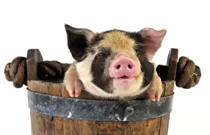 Pigs Prints: Piglets. 2 week old Kune Kune piglet in bucket