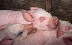 Piglets - sleeping in stall Norfolk UK
