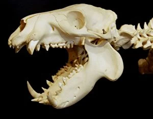 Pigmy Hippo skull