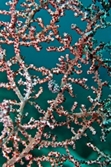 Images Dated 21st November 2008: Pigmy Seahorse - living in seafans of similar colour and texture