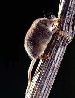 Climbing Prints: Pigmy Shrew