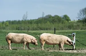Pigs - free range pigs drinking from drinks trough