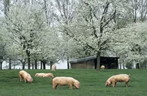 Pigs - free range pigs feeding on grass