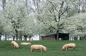 Free Range Prints: Pigs - free range pigs feeding on grass