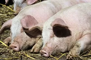 Pigs - free range pigs sleeping